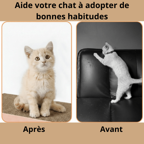avant et après du griffoir pour chat carton