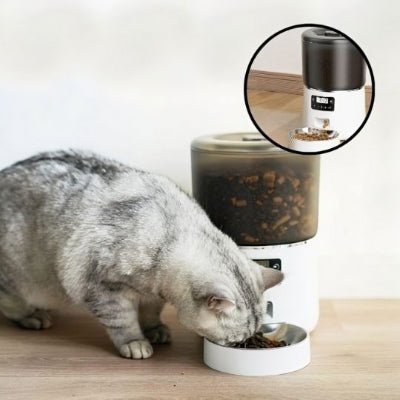 chat gris mange repas distributeur croquette chat blanc avec photos a droit en haut