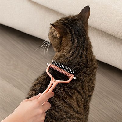 Brossage du dos dâun chat avec une brosse pour chat