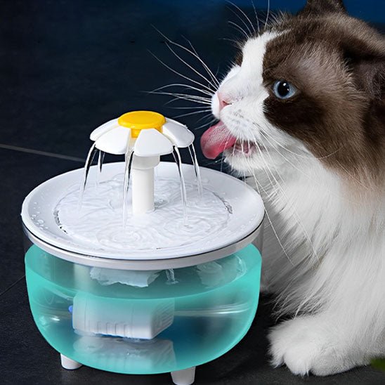 chat adore eau fontaine a eau chat