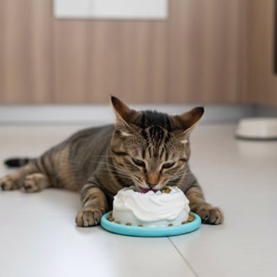 chat s'alimentant dans la gamelle anti glouton chaton