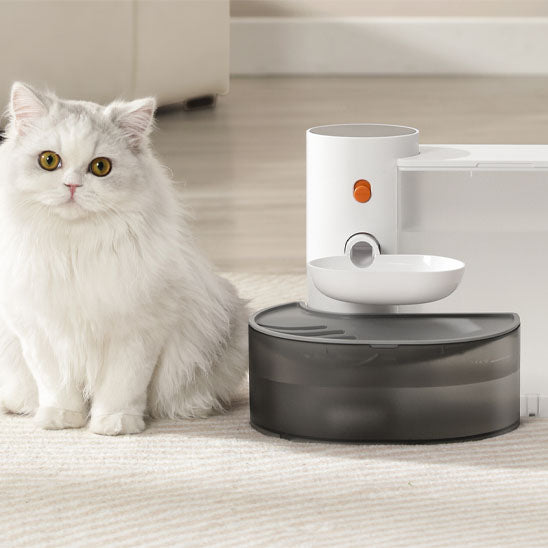 chat blanc prend photo avec fontaine a eau chat