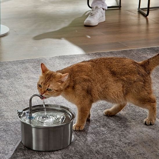 chat brun soiffe fontaine a eau chat