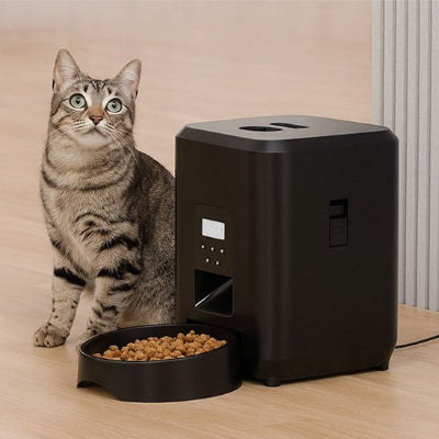 chat gris tache à côté distributeur de croquettes pour chat