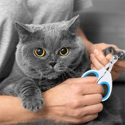 Chat gris tranquille lors de la coupe griffe chat sur ses pattes
