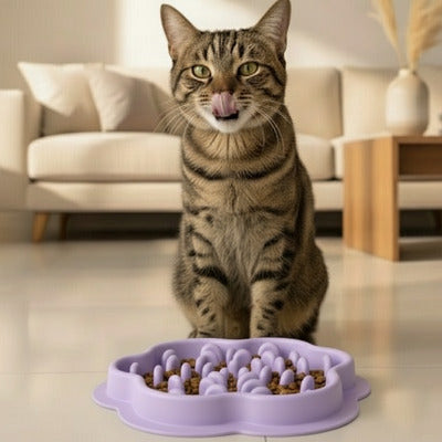 chat lĂšche son moustache a cote du gamelles anti glouton chat