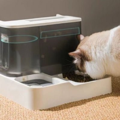 chat mangeant repas distributeur croquettes chat