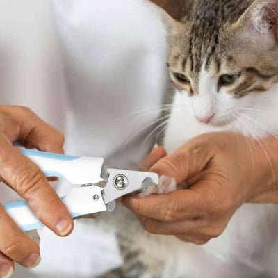 chat observant le coupe ongle pour chat