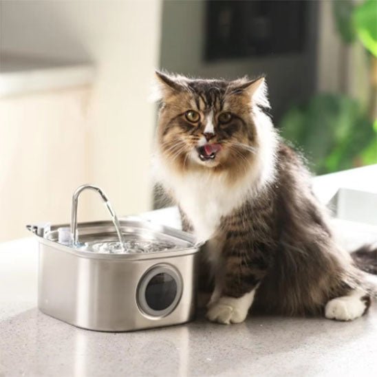 chat poilu a bu fontaine a eau chat