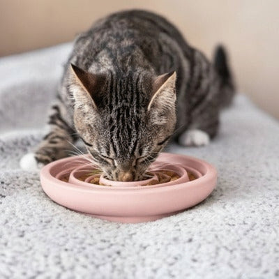 chat prend son repas dans une gamelle anti glouton chat rose