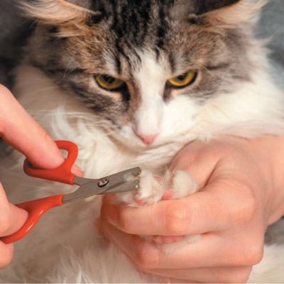Chat allongé pendant la coupe griffe pour chat
