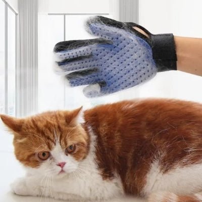 Chat roux brossĂ© Ă lâaide dâun gant de toilettage