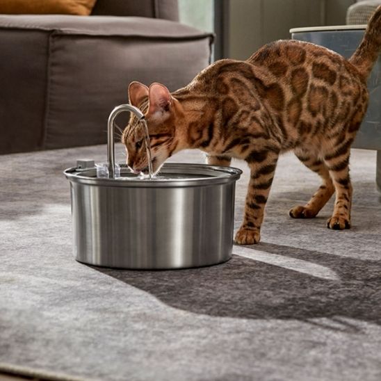 chat tigre bois fontaine a eau chat
