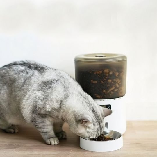beau-chat-gris-mange-son-repas-distributeur-croquette-chat-blanc