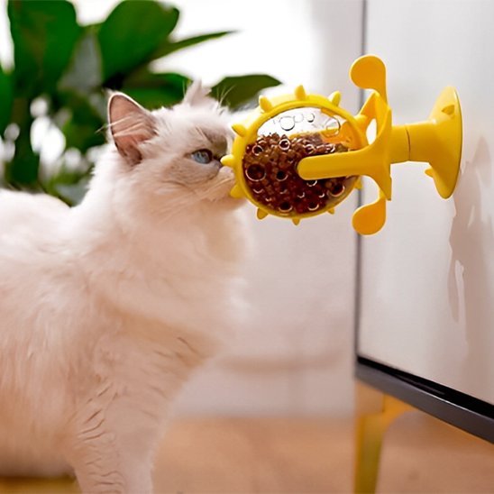 chat yeux bleu explore distributeur de croquettes pour chat jaune coller mur
