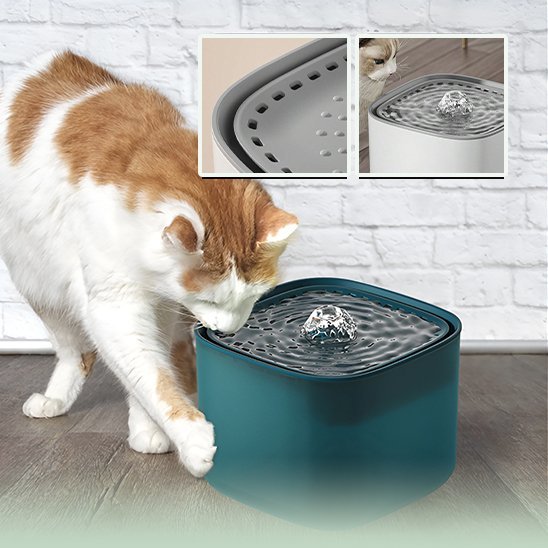 chat blanc roux joue fontaine a eau pour chat