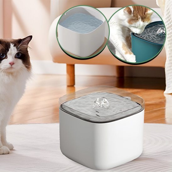 chat blanc brun a cote fontaine a eau pour chat