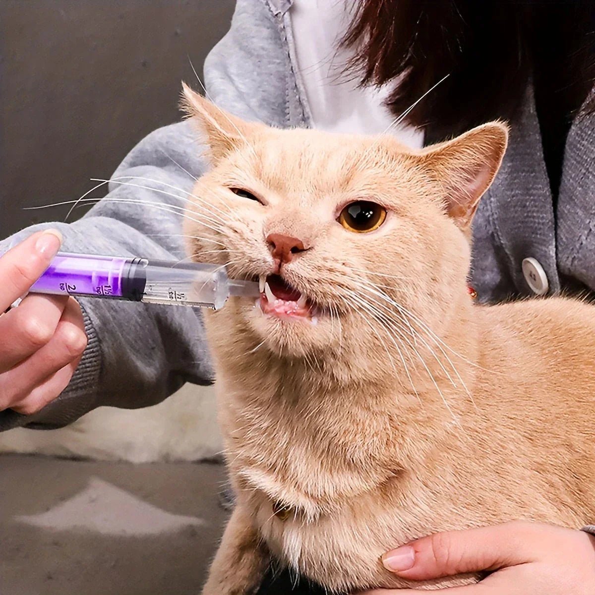 Seringue Alimentation - CatFeedingSyringe™ - Violet - L'Univers Du Chat