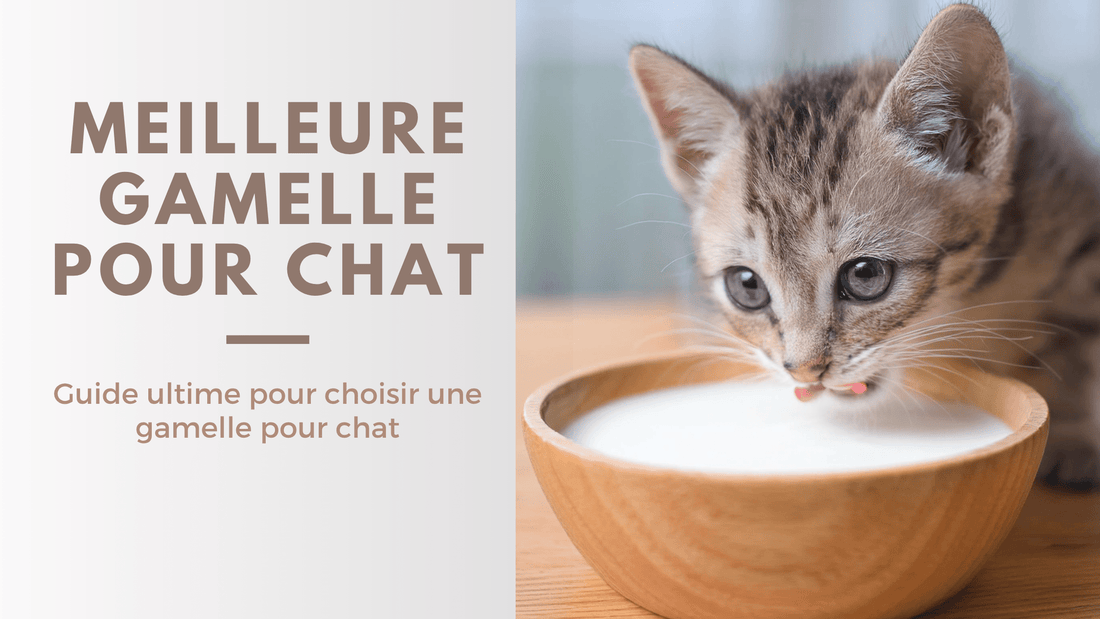Meilleure gamelle pour chat – guide complet L'Univers Du Chat