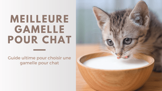 Meilleure gamelle pour chat – guide complet L'Univers Du Chat