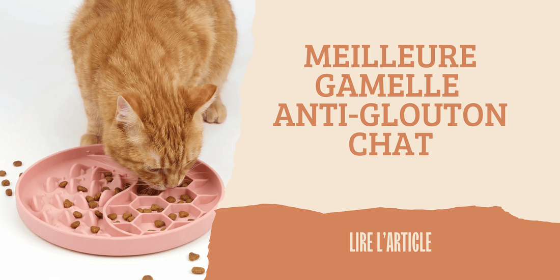 Meilleure gamelle anti-glouton pour chat – guide complet pour ralentir votre félin