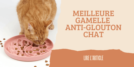 Meilleure gamelle anti-glouton pour chat – guide complet pour ralentir votre félin