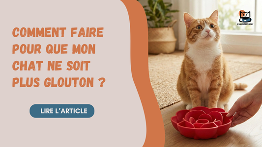 COMMENT FAIRE POUR QUE MON CHAT NE SOIT PLUS GLOUTON ?