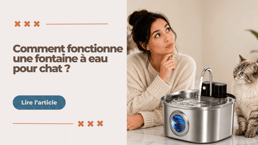 Comment fonctionne une fontaine à eau chat 