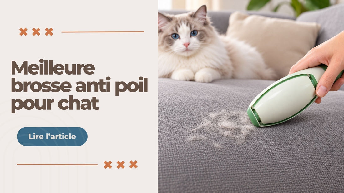 MEILLEURE BROSSE ANTI POIL POUR CHAT - L'Univers Du Chat