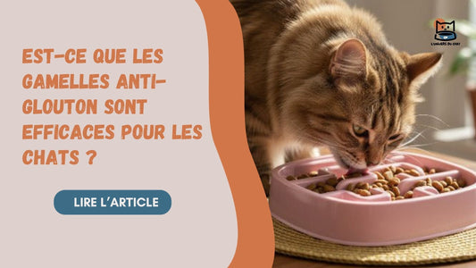 EST-CE QUE LES GAMELLES ANTI-GLOUTON SONT EFFICACES POUR LES CHATS ? - L'Univers Du Chat