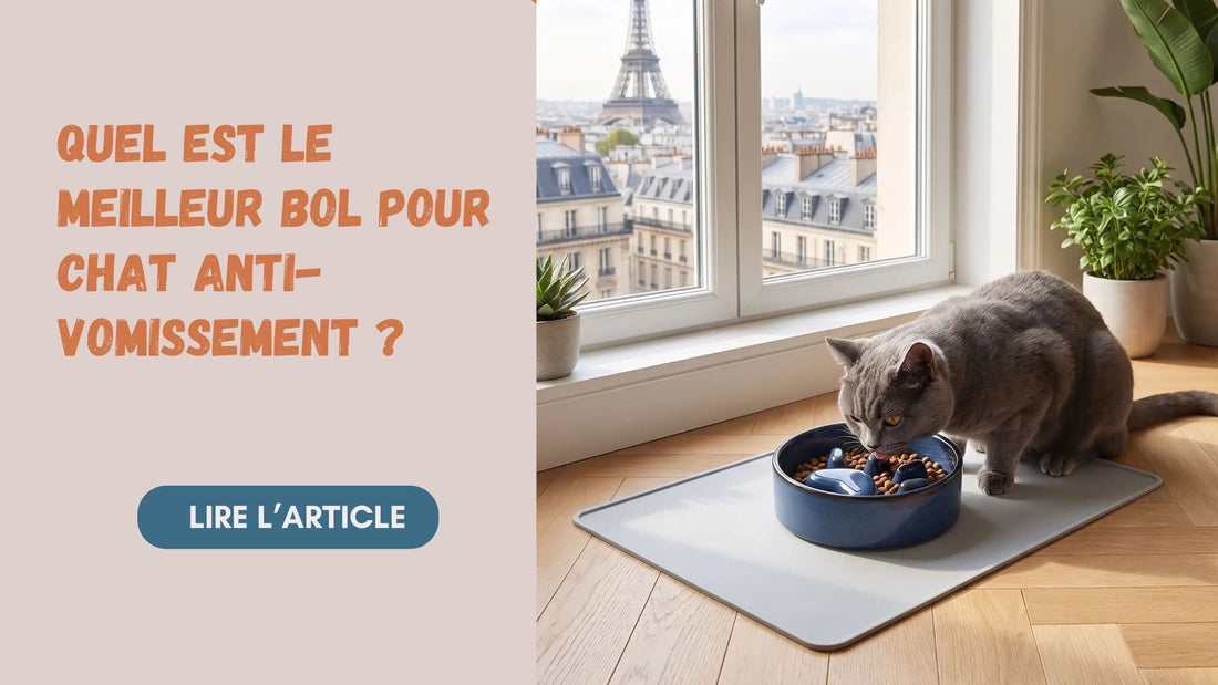 bol anti-vomissement pour chat — choisir le bon bol selon la cause des vomissements