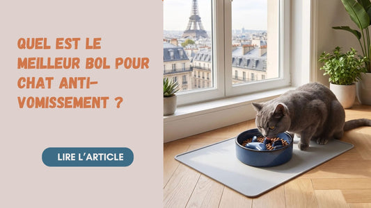 bol anti-vomissement pour chat — choisir le bon bol selon la cause des vomissements