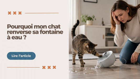chat-renverse-fontaine-a-eau