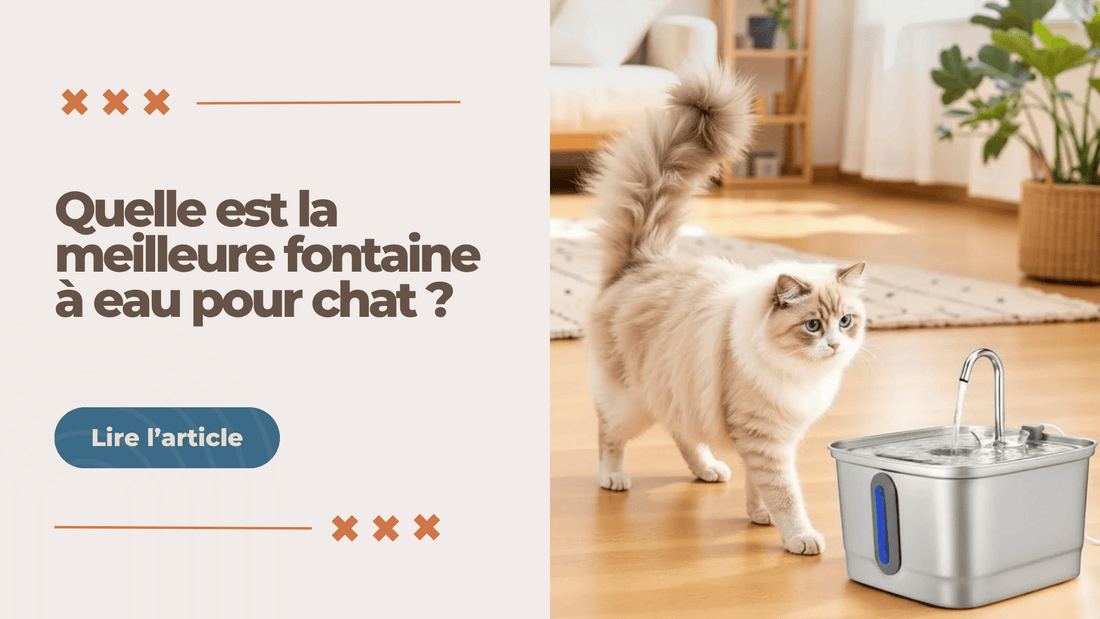 Quelle est la meilleure fontaine à eau pour chat ? - L'Univers Du Chat