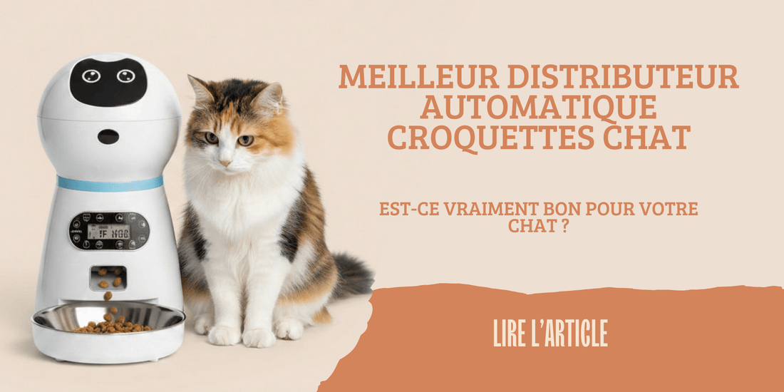 Meilleur distributeur automatique croquettes chat – guide complet L'Univers Du Chat