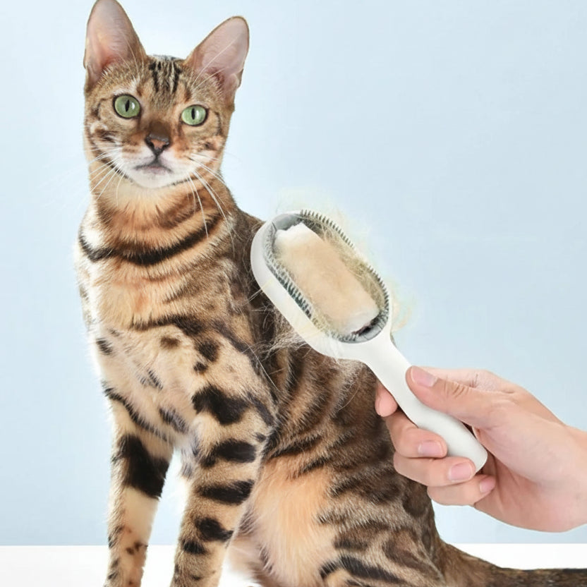 brosse chat poil long professionnel  avec des polis