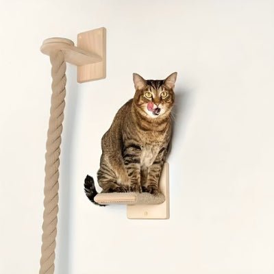 Chat debout sur un hamac a cote du griffoir pour chat