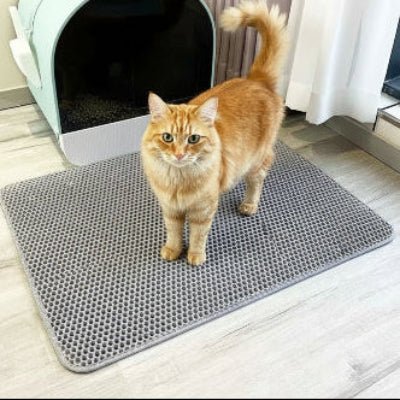 Chat debout sur tapis litière chat