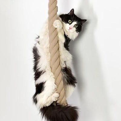 Chat debout sur un hamac à côté du griffoir pour chat