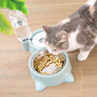 Chat gris beige mangeant son repas dans une gamelle automatique chat grise