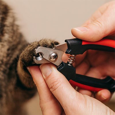 Arrondi des griffes du chat avec Coupe griffe Chat
