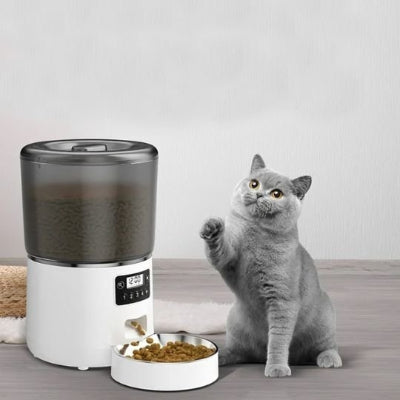 beau chat gris contente son repas distributeur croquette chat blanc