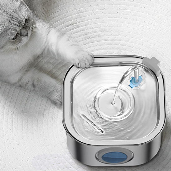 beau chat gris met patte fontaine a eau chat