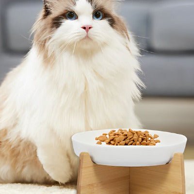 bel chat assis devant la gamelle anti glouton chat