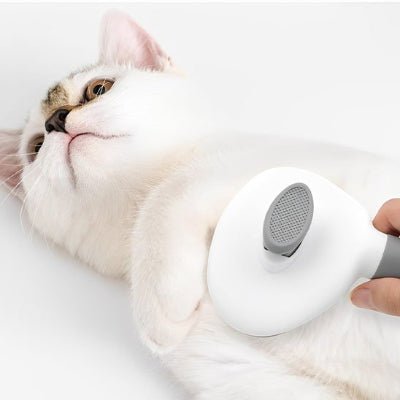 Brossage doux du chat avec une brosse chat blanc