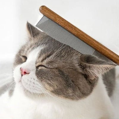 Brosse appliquée sur la tête du chat brosse chat​