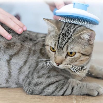Brosse chat appliquée sur la tête du chat
