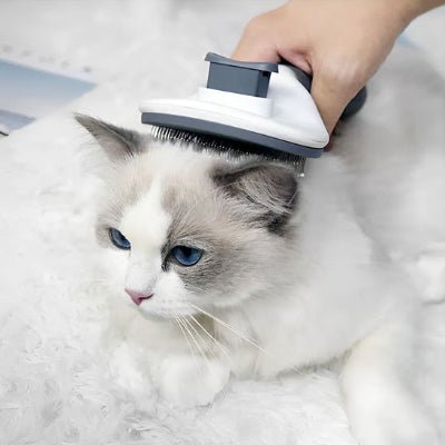 Brosse chat massant la tête du chat yeux bleu