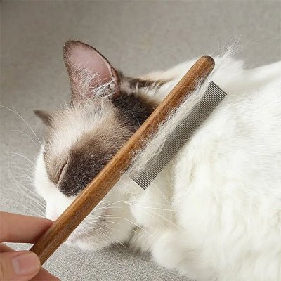brosse chat​ passant derrière les oreilles du chat