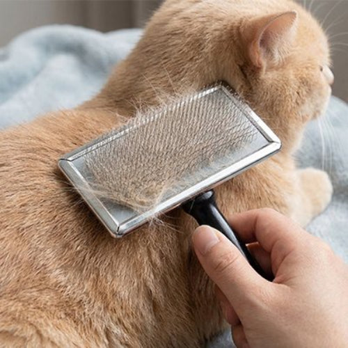 Brosse chat poils longs ramasse les poils 